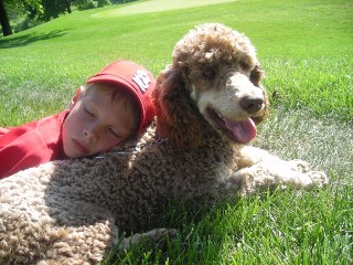 giant poodle rescue