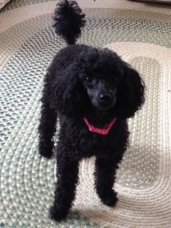 poodle puppies for adoption near me