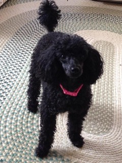 miniature poodles for adoption